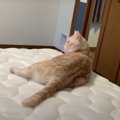 夫婦の限界…？！猫ちゃん達はどっちにいく？