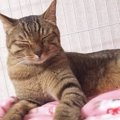 飼い主さんが他界…腎臓を患う孤独な猫に善意が集まる！