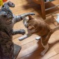 猫同士の『じゃれあい』どこまでが遊びで、どこからがケンカ？見分け方4つ…