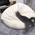 猫が『おいで～』と呼ばれて…想像を超える『高速タックル』に爆笑！14…