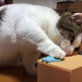 貯金箱に興味津々！おててで器用にじゃれる猫さん