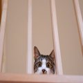 猫を『臆病な性格』にさせる要因4つ　起こりうるトラブルから心がけたい関…