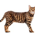 【獣医師監修】トイガーってどんな猫？特徴や性格から飼う前の注意点・価…