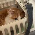 雨の中、木の下でまるまっていた『臆病な保護猫』をお家に迎えたら…完全に…