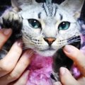 盗み食いをしちゃった猫ちゃん！かわいいダンスで許しちゃう？