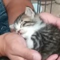 予断を許さない状態だった『ボロボロの保護子猫』→お世話を続けた結果…現…