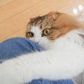 猫が『動物病院帰りのママの匂い』嗅いだら…予想外の行動が可愛すぎる…