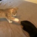 手袋に戦いを挑んだ子猫→動きだした次の瞬間…まさかの姿がかわいすぎ…