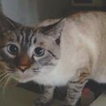 ５ヶ月ぶりの再会！猫ちゃんは覚えているかな？