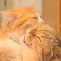 お姉ちゃん猫を毛づくろいする妹猫→微笑ましく眺めていたら…『まさか…