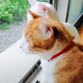 子猫たちが『一週間ぶりに帰宅したパパ』と再会した結果…愛にあふれた…