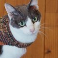 寒くなってきて、猫に『手作りのニット』を着せてみると…あまりにも尊い光…