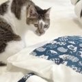 『どうせ使わない』と思いつつも『猫用ふとん』を買ってみた結果…愛猫…
