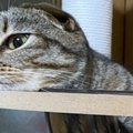 ふとキャットタワーでくつろぐ猫を見たら…別の生き物にしか見えない『驚き…