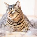 猫の抜け毛が増加する『換毛期』にすべき対策3つ　放置はNG？正しいケ…