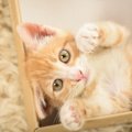 猫の肉球は「足の裏ではない？！」猫のうしろ足の秘密