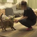 猫の『ナイトルーティン』に密着した結果…飼い主とのやり取りの内容が…