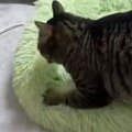 ふみふみとベッドを踏み続ける猫を『タイムラプス』で撮影した結果…可…