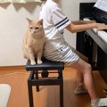 猫が『お姉ちゃんに撫でてもらいたくて』とった行動…可愛すぎるアピー…