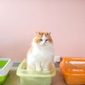 猫のトイレにまつわる『4つのマイルール』知っているとトイトレや粗相…