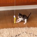 保護して3日目の子猫が『猫じゃらし』で遊ぶ様子を撮影していたら…予…