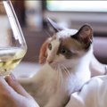 キャットニップ・ワインで猫も「リラックスするニャン！」ペット用ワ…