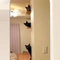 ほぼカメラ目線がカワイイ！「さて、猫は何匹いるでしょ～か！？」全…