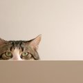 猫が『人を下に見ている時』にする3つの行動