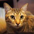 猫が飼い主をじーっと見るときの意味３つ