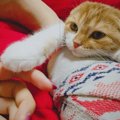 猫が飼い主に乗せてくる体のパーツ３つと心理