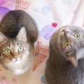 猫との暮らしで起こる幸せな変化3つ