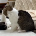 パパ猫にパンチして気まずい息子猫くん！