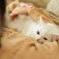 愛猫のあなたへの『信頼度』が見極めるための3つのチェックポイント　…