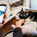 『猫の動画』をスマホで上手に撮影する方法5つ♡かわいく撮るコツや準…