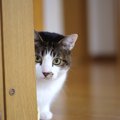 愛猫が飼い主からコソコソ隠れてすることとは？3つの行動と考えられる…