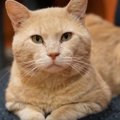 木の穴で体調不良になった猫…困難な救出活動の行方は？