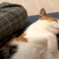 ごろり〜ん♡猫ちゃん達のまったりモード