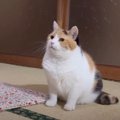 トイレ掃除がされていないことに気がついた猫→飼い主のほうに向かうと…