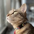 猫は悲しさを感じない？絶対にある『感情』やパターン別の『感情表現…