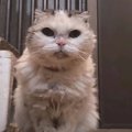 『17年間も外生活を強いられた猫』が保護された結果…その後の光景に涙があ…