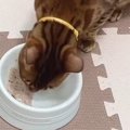 美味しすぎてごはんに夢中な猫さんたち♡