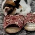 スリッパに身を隠しながら『おもちゃを狙う三毛猫』…可愛すぎる光景に笑っ…