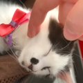 『紙袋に捨てられていた子猫』を保護して数ヶ月後…「先住犬猫」との心…