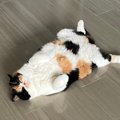 「これは抱きしめたい！」ポテっと床に落ちているヘソ天猫が可愛すぎ…