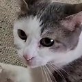 愛猫を連れて帰省→実家の猫と戯れていたら、『視線』を感じて…扉のほ…