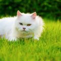 猫が後ずさりする気持ちと可能性のある病気