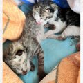 ひどく衰弱していた2匹の子猫を保護して１年…立派に成長した『現在の様子…