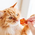 1年の終わりに…愛猫に『ありがとう♡』を確実に伝える5つの方法