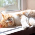 猫があなたの『近くで寝てくれない』理由5つ　離れて寝ようとする心理や距…