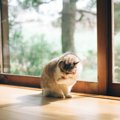 猫が『日光浴』を必要とする理由3つ　陽を浴びるメリットから注意点ま…